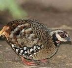 Bospatrijs, Dieren en Toebehoren, Vrouwelijk, Wildzangvogel, Geringd