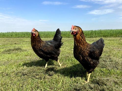 Mooie tamme Harco kippen gesekst en ingeënt | goede leggers, Dieren en Toebehoren, Pluimvee, Kip, Vrouwelijk