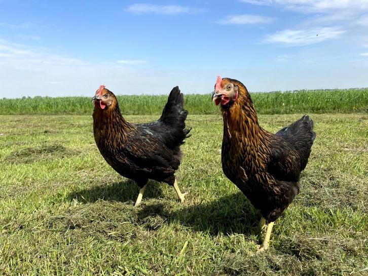 Mooie tamme Harco kippen gesekst en ingeënt | goede leggers, Dieren en Toebehoren, Pluimvee, Kip, Vrouwelijk
