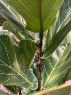 Ficus lyrata 2-3m – Meerdere groeivormen, Ophalen, Zomer, Volle zon, Overige soorten