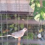 4 diamantduiven, Meerdere dieren