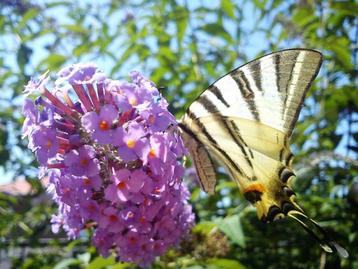 Bio zaden Vlinderstruik - Buddleja davidii beschikbaar voor biedingen