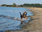 Lieve kruising, Dieren en Toebehoren, Honden | Jack Russells en Terriërs, Jack Russell Terriër, Reu, 1 tot 2 jaar, Eén hond