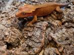 Wimpergekko
Correlophus ciliatus
Nk 23 vrouw redbase, Hagedis