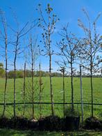 Aesculus hippocastanum, wit bloeiende paardenkastanje 14-16, Halfschaduw, Ophalen of Verzenden, Lente, 400 cm of meer