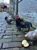 Hollandse kriel haantje zwart 2025, Dieren en Toebehoren, Pluimvee, Mannelijk, Kip