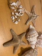 XL schelpen en zeesterren, Verzamelen, Ophalen of Verzenden, Zo goed als nieuw