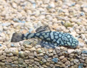 Ancistrus sp Rio Itenez ,L 519 beschikbaar voor biedingen