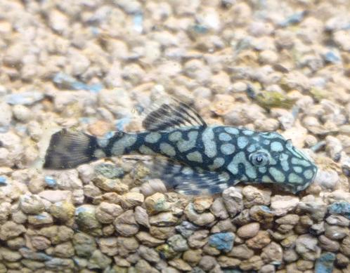 Mooie Ancistrus sp Rio Itenez ,L 519, Dieren en Toebehoren, Vissen | Aquariumvissen, Vis