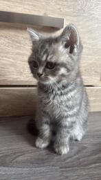 Britse korthaar kitten, Dieren en Toebehoren, Katten en Kittens | Raskatten | Korthaar