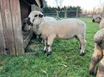 Koop of huur, mooie volbloed Hampshire Down ram., Dieren en Toebehoren, Mannelijk, Schaap, 0 tot 2 jaar