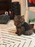 Chocolate British langhair kitten looking for a home, Dieren en Toebehoren, Katten en Kittens | Raskatten | Langhaar, Kater