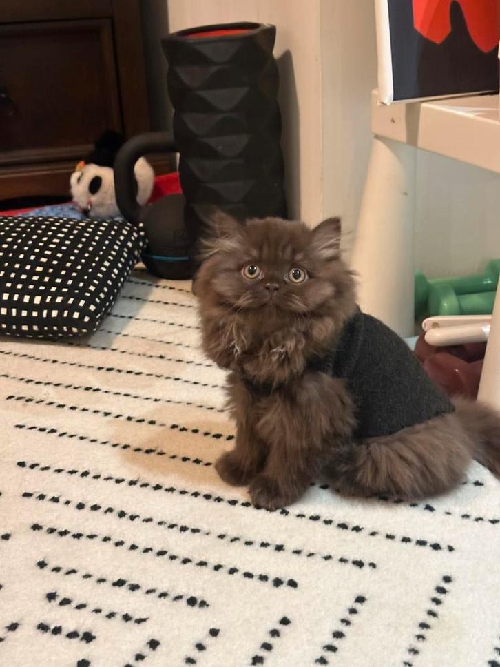 Chocolate British langhair kitten looking for a home, Dieren en Toebehoren, Katten en Kittens | Raskatten | Langhaar, Kater