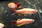 Hobbyaquarium Tanichthys albonubes Gold / Chinese Danio Goud, Vis, Zoetwatervis, Schoolvis