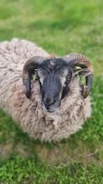 Fantastische shetland ram, Dieren en Toebehoren, Mannelijk, Schaap, 0 tot 2 jaar