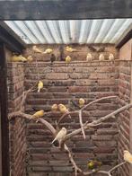 Kanaries, Dieren en Toebehoren, Vogels | Kanaries, Meerdere dieren, Kleurkanarie