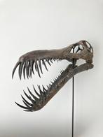 Dinosaurus replica schedel - Boreopterus, Verzamelen, Ophalen of Verzenden