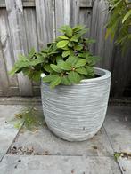 Pot met plant, Tuin en Terras, Bloempotten, Ophalen, Rond, Kunststof