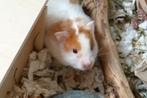 Syrische hamster, Hamster, Maart, Vrouwelijk, Tam