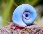 Blauwe Posthoorn Slak Vijver Aquarium, Dieren en Toebehoren, Overige soorten