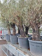 Olijfbomen met grillige/ oude stam te koop, Tuin en Terras, Planten | Bomen, Ophalen of Verzenden, Volle zon, Olijfboom