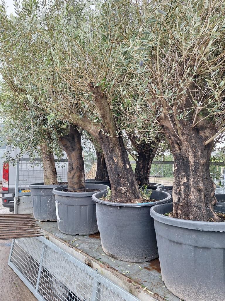 Olijfbomen met grillige/ oude stam te koop, Tuin en Terras, Planten | Bomen, Olijfboom, Volle zon, Ophalen of Verzenden