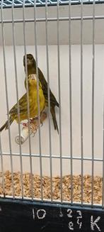 Kanarie zwart geel koppel, Dieren en Toebehoren, Vogels | Overige Vogels, Meerdere dieren