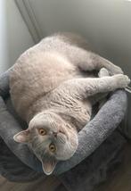 Britse korthaar dekkater lilac + dekkingsgarantie, 3 tot 5 jaar
