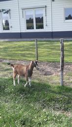 Hoornloze toggenburger bok, Dieren en Toebehoren, Schapen, Geiten en Varkens, Mannelijk, Geit