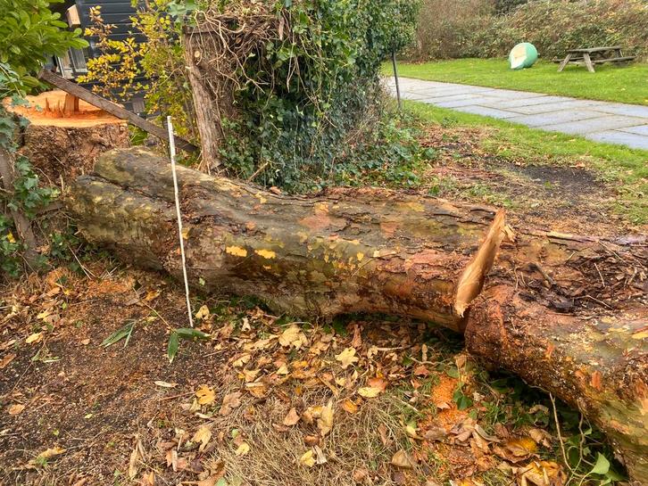 Dikke Stam plataan hout voor meubels, Doe-het-zelf en Verbouw, Hout en Planken, Plank, Overige houtsoorten, 200 tot 250 cm, 50 mm of meer