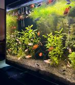 Baby platy's plaatjes mix kleuren, Dieren en Toebehoren, Vissen | Aquariumvissen, Vis
