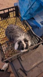 2 hangoren te koop, Meerdere dieren, Groot, Hangoor, 3 tot 5 jaar