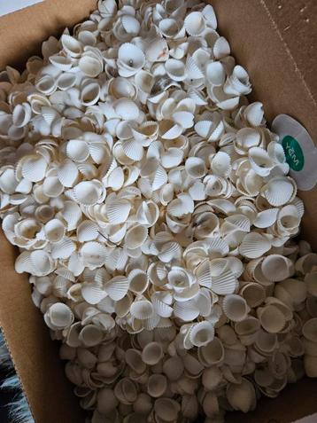 Kleine witte schelpjes beschikbaar voor biedingen