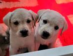 Labrador pups blond, Dieren en Toebehoren, Honden | Retrievers, Spaniëls en Waterhonden, 8 tot 15 weken, Labrador retriever, CDV (hondenziekte)
