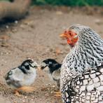 Wyandotte kriel kuikens beschikbaar, Dieren en Toebehoren, Pluimvee, Meerdere dieren, Kip