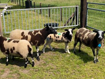 4 bonte schapen te koop beschikbaar voor biedingen