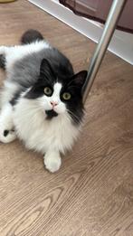 Kat te koop, Dieren en Toebehoren, Katten en Kittens | Raskatten | Langhaar, Kater, Gechipt