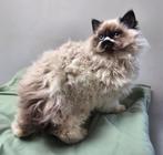 Selkirk rex katertje kindvriend. langhaar STAMBOOM gechipt, Dieren en Toebehoren, Katten en Kittens | Raskatten | Korthaar, Kater