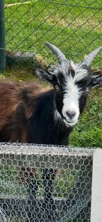Landgeit bokje, Dieren en Toebehoren, Schapen, Geiten en Varkens, Mannelijk, Geit