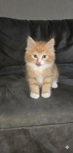 Main coon x ragdoll kittens vanaf 13-11-2025, Dieren en Toebehoren, Katten en Kittens | Raskatten | Langhaar, Geslacht onbekend