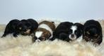 shih tzu pups, Dieren en Toebehoren, Honden | Chihuahua's en Gezelschapshonden, Overige rassen, CDV (hondenziekte), 8 tot 15 weken