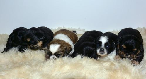 shih tzu pups, Dieren en Toebehoren, Honden | Chihuahua's en Gezelschapshonden, Meerdere dieren, Overige rassen, Particulier, Meerdere
