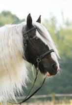 Fotoshoot Barefoot Walnut bitlooshoofdstel zwart cob, Dieren en Toebehoren, Verzenden, Zo goed als nieuw, Dressuur