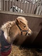 Shetlander spullen, Dieren en Toebehoren, Paarden en Pony's | Overige Paardenspullen, Ophalen of Verzenden, Gebruikt, Overige soorten