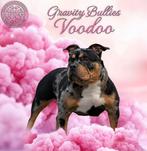 American bully Pocket pups verwacht, Dieren en Toebehoren, België, Fokker | Hobbymatig, Reu, 1 tot 2 jaar