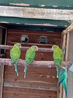 te koop 3 jonge pruimkop parkieten , Dieren en Toebehoren, Vogels | Parkieten en Papegaaien, Meerdere dieren, Parkiet