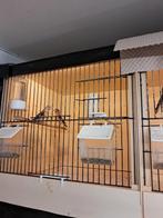 1-1 kapoetsensijzen, Meerdere dieren, Geringd