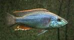 Malawi Cichliden: Dimidiochromis strigatus, Vis, Zoetwatervis