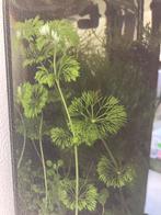 Aquariumplanten: Limnophilia Sessiflora / Ambulia, Ophalen, Nieuw, Plant(en), Steen of Hout