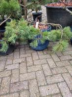 Pinus sylvestris mitch's weeping, Ophalen, Overige soorten, Volle zon